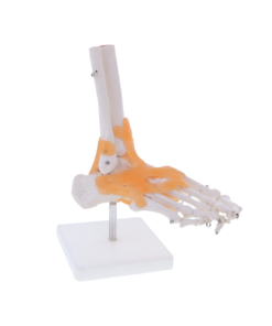 PIE CON LIGAMENTOS MODELO ANATÓMICO
