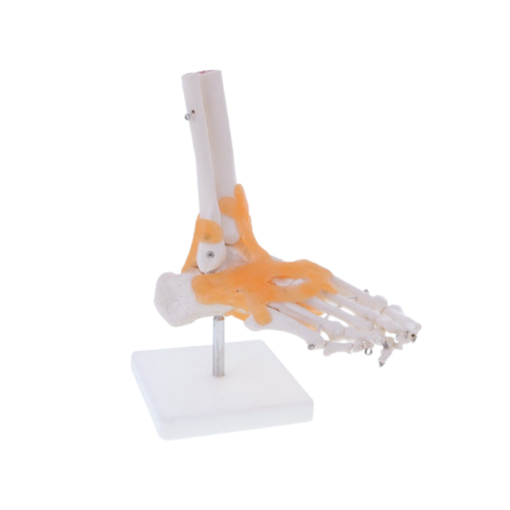 PIE CON LIGAMENTOS MODELO ANATÓMICO